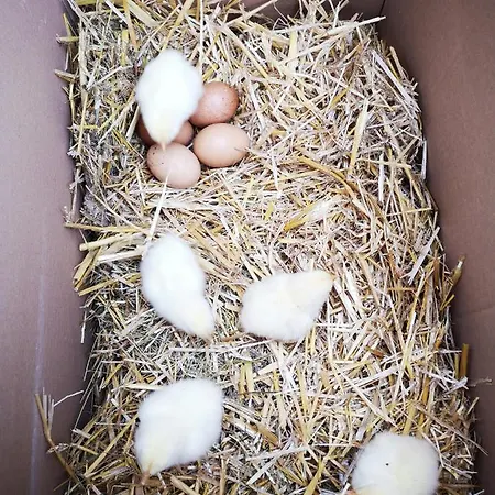 Leitenhof ファームステイ ヒンターゼー