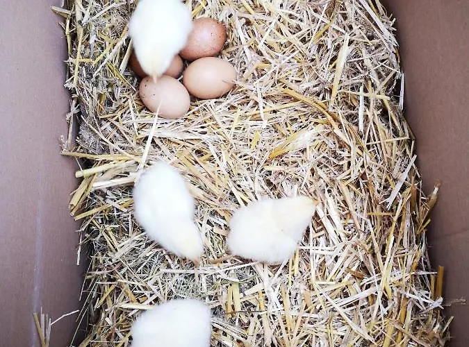 Leitenhof Farma Hintersee